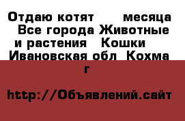 Отдаю котят. 1,5 месяца - Все города Животные и растения » Кошки   . Ивановская обл.,Кохма г.